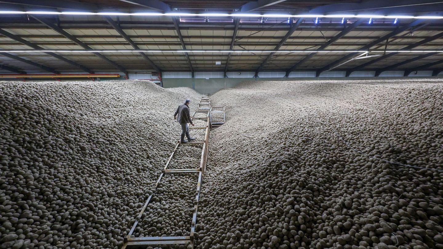 Die überschüssigen Kartoffeln werden verteilt. Foto: Jan Woitas/dpa