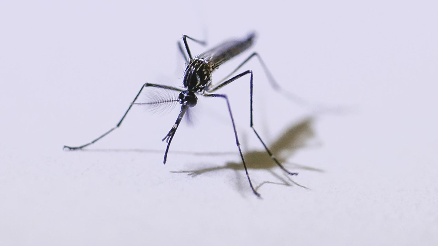 Gefährliche Tiere in Urlaubsländern