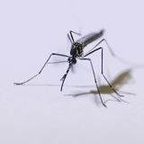 Gefährliche Tiere in Urlaubsländern