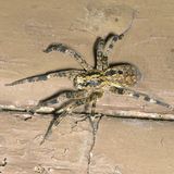 Gefährliche Tiere in Urlaubsländern