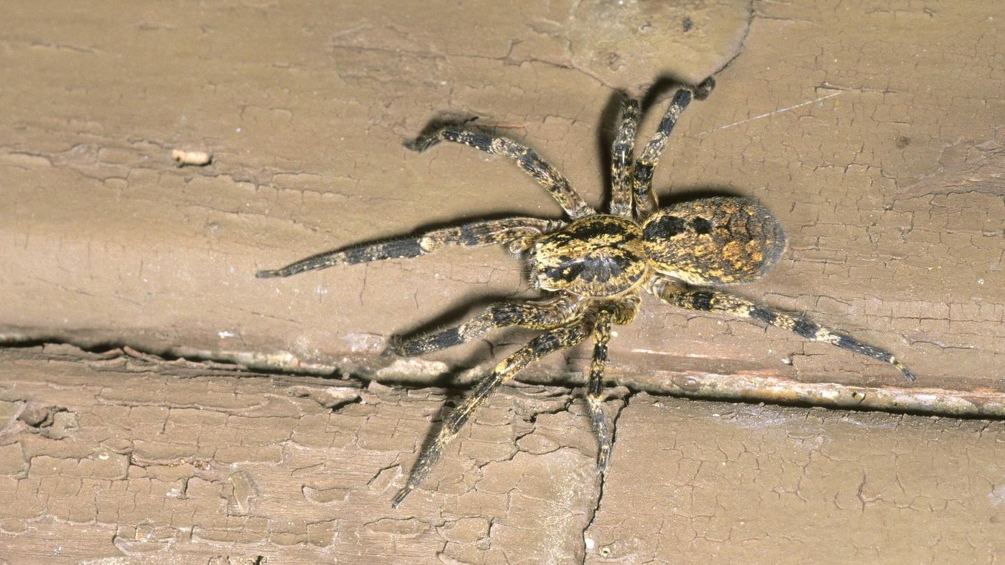 Gefährliche Tiere in Urlaubsländern