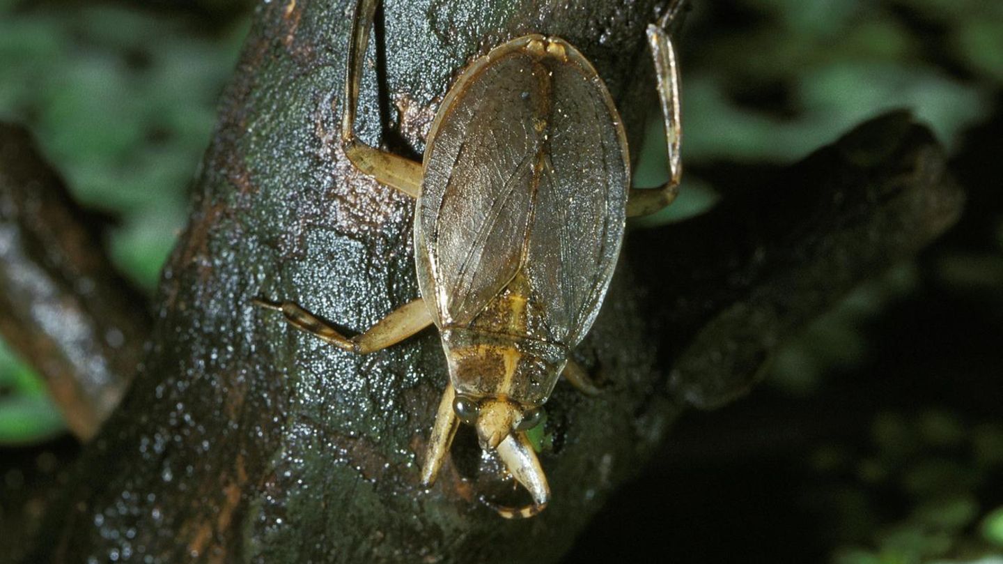 Gefährliche Tiere in Urlaubsländern