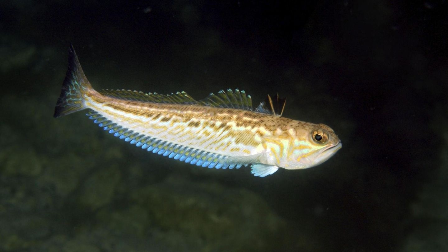 Gefährliche Tiere in Urlaubsländern