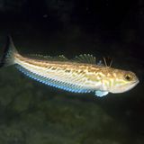 Gefährliche Tiere in Urlaubsländern