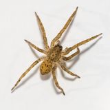 Gefährliche Tiere in Urlaubsländern