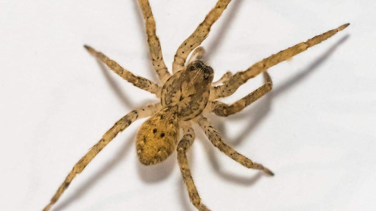 Gefährliche Tiere in Urlaubsländern