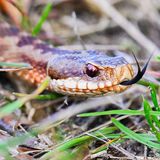 Gefährliche Tiere in Urlaubsländern