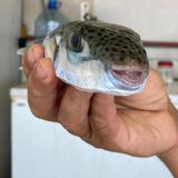 Gefährliche Tiere in Urlaubsländern