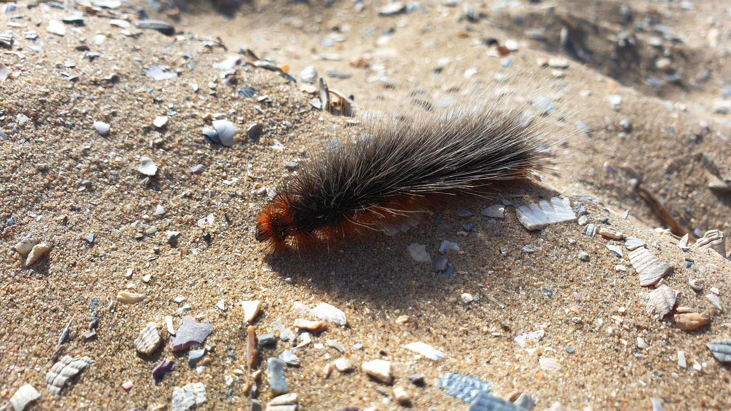 Gefährliche Tiere in Urlaubsländern