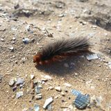 Gefährliche Tiere in Urlaubsländern