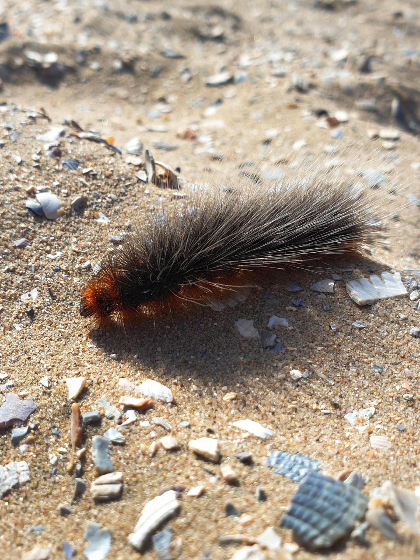 Gefährliche Tiere in Urlaubsländern