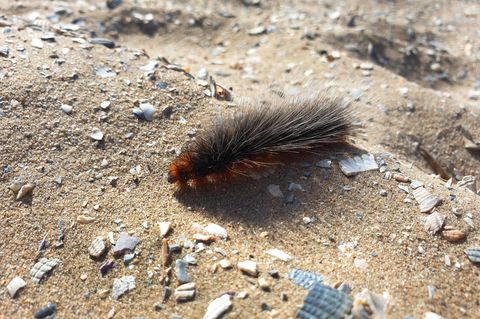 Gefährliche Tiere in Urlaubsländern