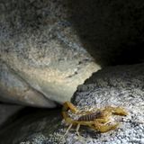 Gefährliche Tiere in Urlaubsländern