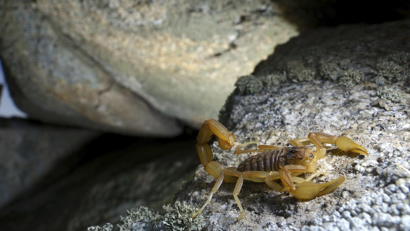 Gefährliche Tiere in Urlaubsländern