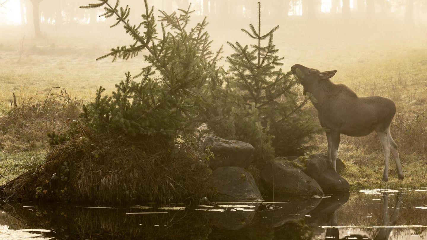 Gefährliche Tiere in Urlaubsländern