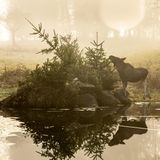 Gefährliche Tiere in Urlaubsländern