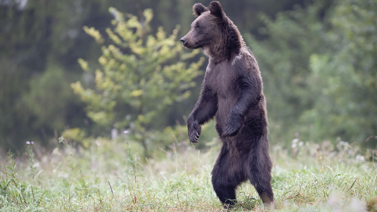 Gefährliche Tiere in Urlaubsländern