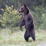 Gefährliche Tiere in Urlaubsländern