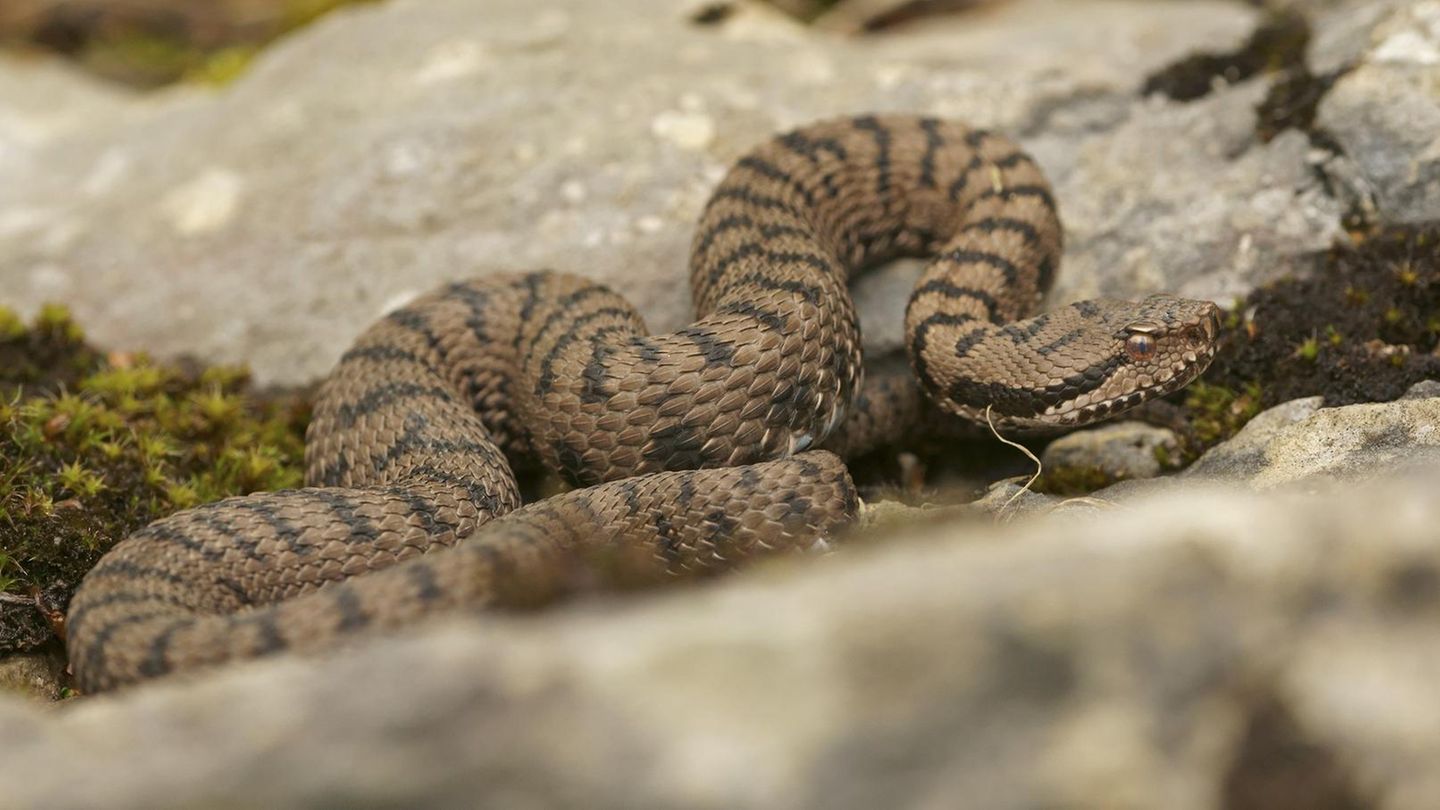 Gefährliche Tiere in Urlaubsländern