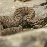 Gefährliche Tiere in Urlaubsländern