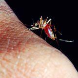 Gefährliche Tiere in Urlaubsländern