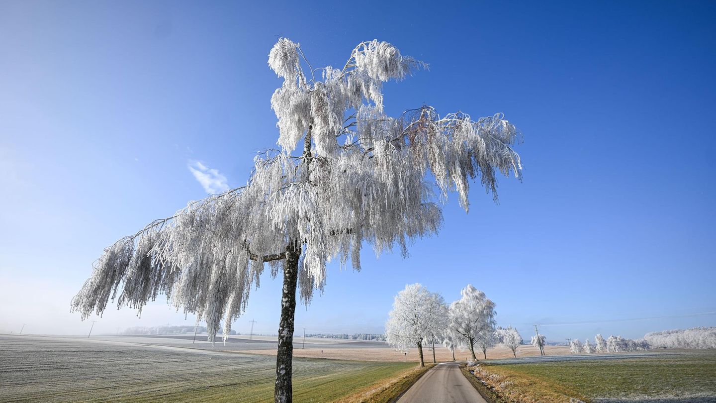 Bartholomä, Deutschland. Strahlender Sonnenschein liegt über der winterlichen Landschaft bei Bartholomä in Baden-Württemberg. An Bäumen und Sträuchern hat sich Raureif gebildet, der in den klaren Morgenstunden die Äste und Zweige wie mit einem silbrigen Schleier überzieht