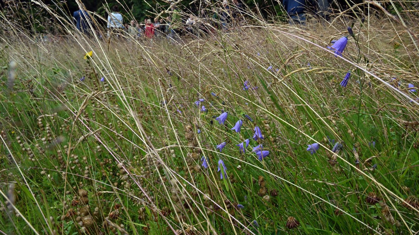 Naturschutz-Th-ringen-Arnika-und-Trollblume-Geld-f-r-Rettung-der-Bergwiesen