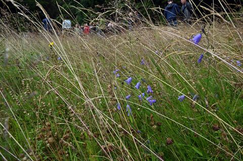 Thüringen will möglichst viele Bergwiesen erhalten. (Archivbild) Foto: Martin Schutt/dpa
