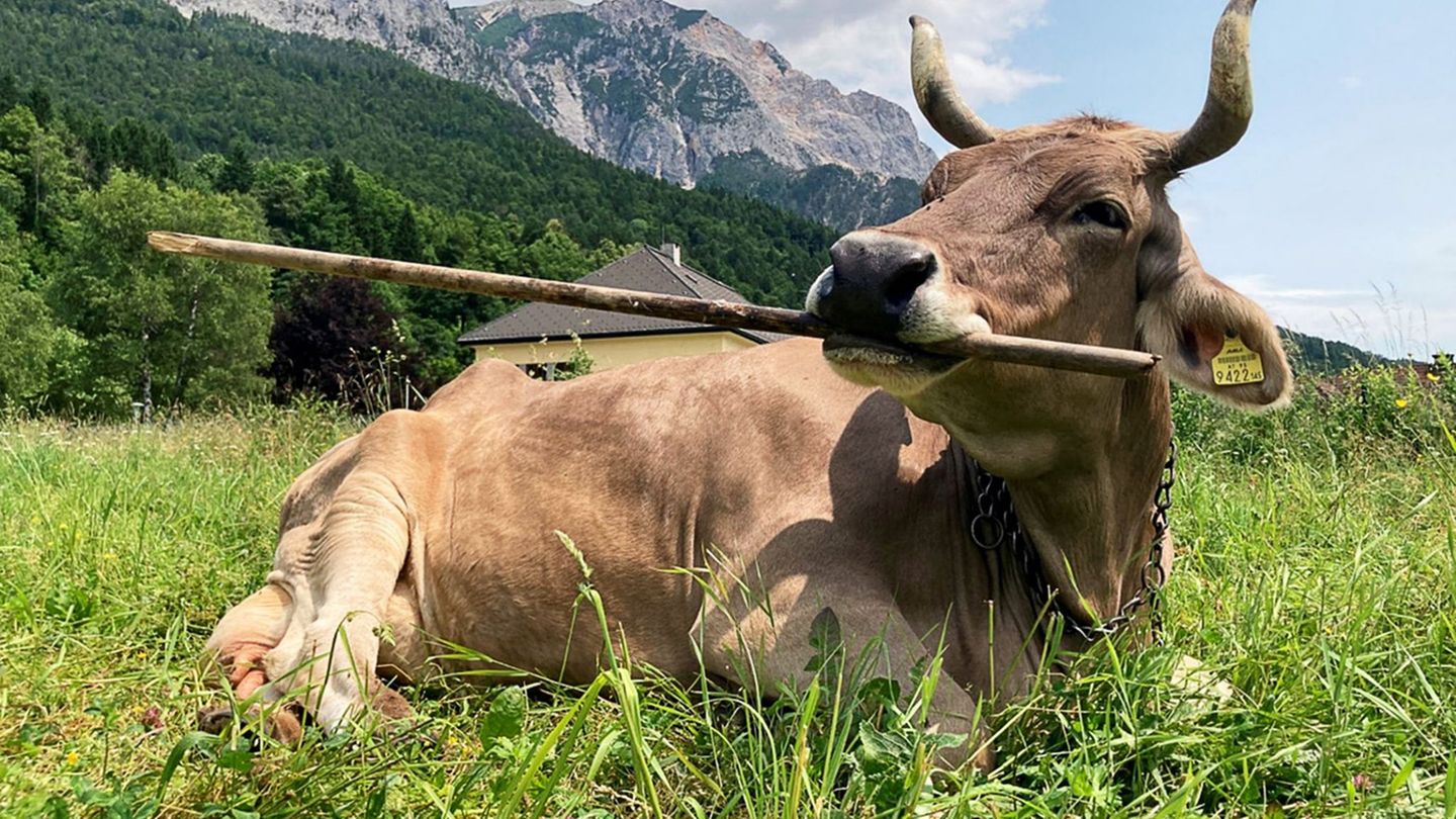 Verhaltensforschung-Gar-nicht-dumm-Kuh-nutzt-gezielt-Werkzeuge-zum-Kratzen