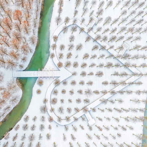 Suqian, China. Wer im Feuchtgebiet rund um den Hongze-See (einem der größten Seen des Landes) trockene Füße behalten will, folgt buchstäblich seinem Herzen. Der romantische Steg führt inmitten kahler Wassertannen durch eine herrlich-kitschige Winterlandschaft   