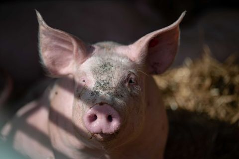 Die Polizei konnte die tierischen Ausreißer wohlbehalten ihrem Besitzer übergeben. (Symbolbild) Foto: Marijan Murat/dpa