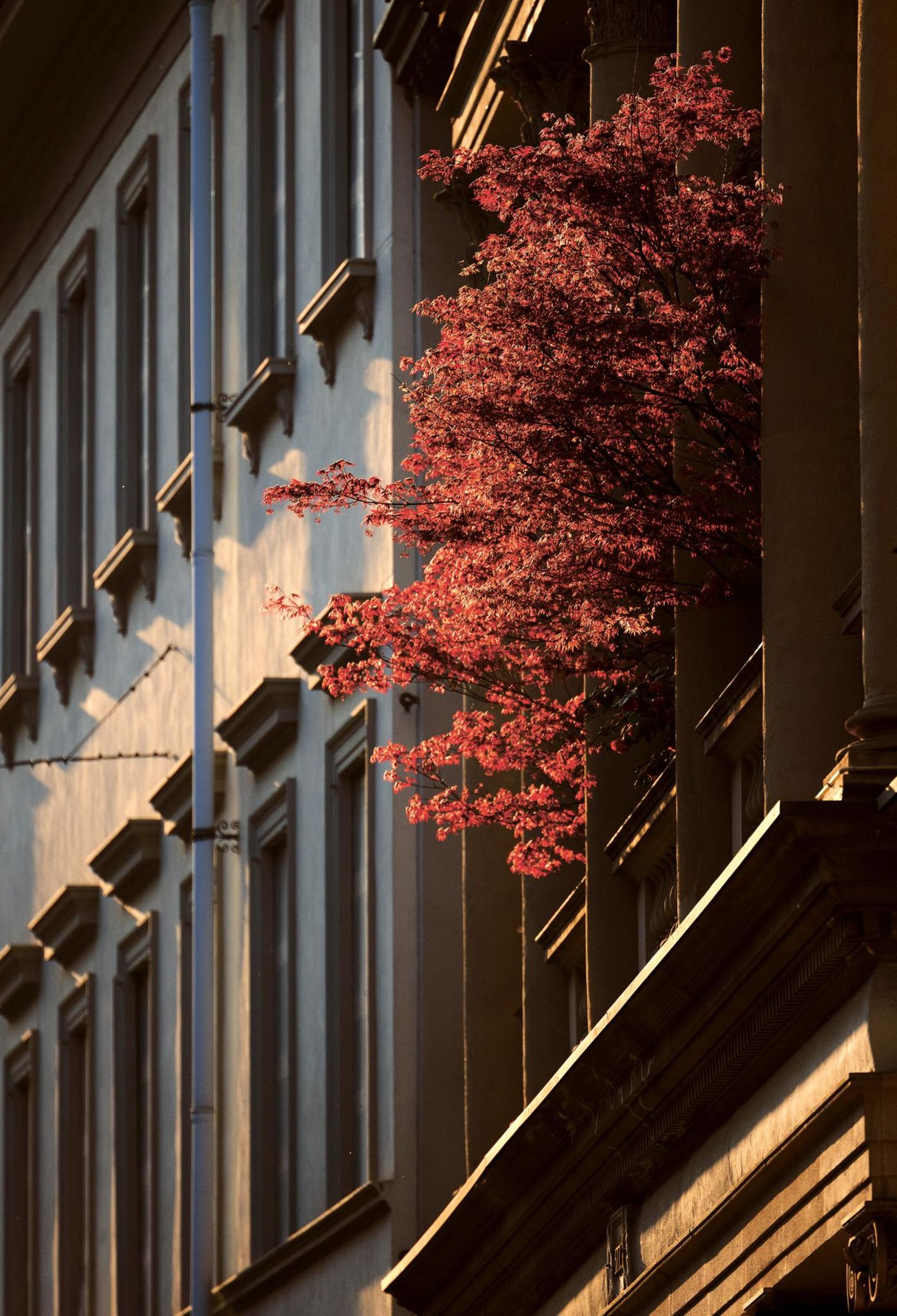 Ein rotblättriger Baum auf einem Balkon
