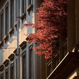 Ein rotblättriger Baum auf einem Balkon
