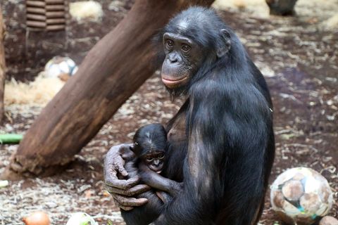 Mixi hat wieder ein Jungtier. Das Bonobo-Weibchen ist laut Zoo "eine erfahrene Mutter". Foto: -/Zoo Frankfurt/dpa