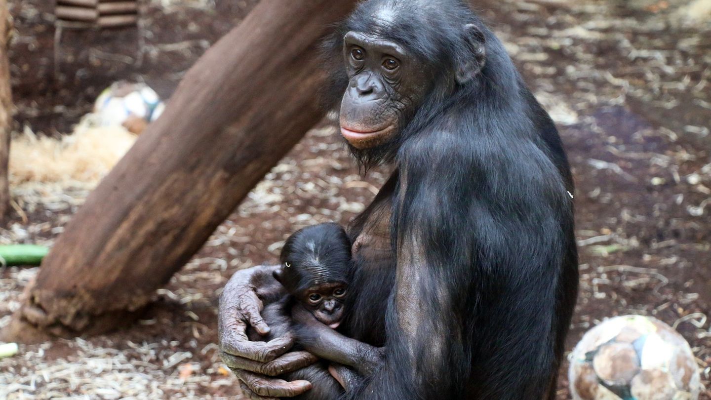 Mixi hat wieder ein Jungtier. Das Bonobo-Weibchen ist laut Zoo "eine erfahrene Mutter". Foto: -/Zoo Frankfurt/dpa