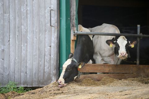 Erneut stehen Landwirte im Allgäuer Tierschutzskandal vor dem Landgericht Memmingen. (Archivbild) Foto: Karl-Josef Hildenbrand/d