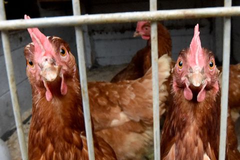 In vielen hessischen Landkreisen dürfen Hühner nun wieder ins Freie. Aber es gibt auch wieder neue Fälle der Vogelgrippe. (Archi
