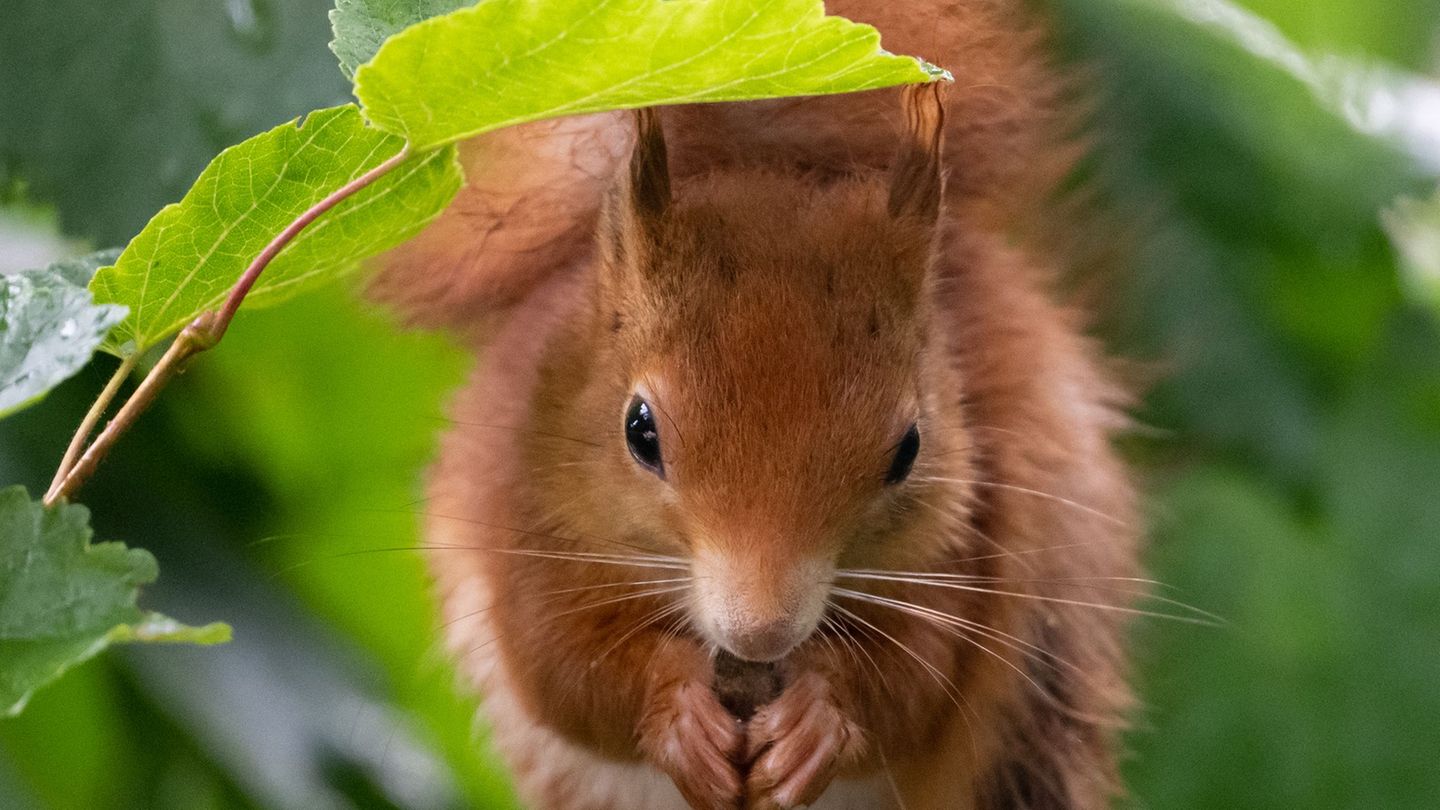 Rotes Fell, weiißer Bauch - so sehen offenkundig die meisten Eichhörnchen im Freistaat aus. (Archivbild) Foto: Sven Hoppe/dpa