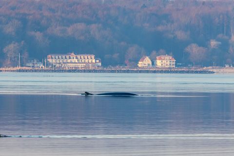 Seit Anfang des Jahres wird der Wal regelmäßig in der Flensburger Förde gesichtet. Foto: Ulrich Perrey/dpa