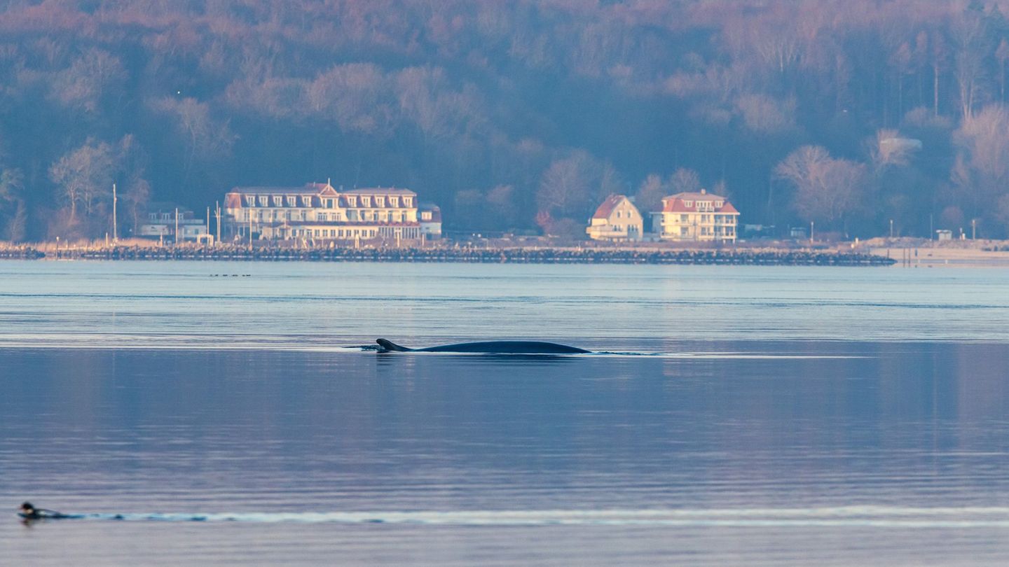 Seit Anfang des Jahres wird der Wal regelmäßig in der Flensburger Förde gesichtet. Foto: Ulrich Perrey/dpa