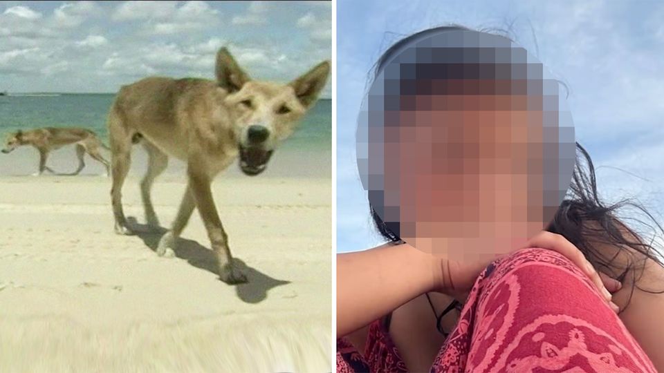 Dingo-Angriff? 19-Jährige stirbt an australischem Strand