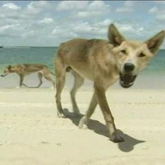 Dingo-Angriff? 19-Jährige stirbt an australischem Strand