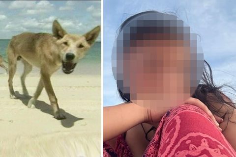 Dingo-Angriff? 19-Jährige stirbt an australischem Strand