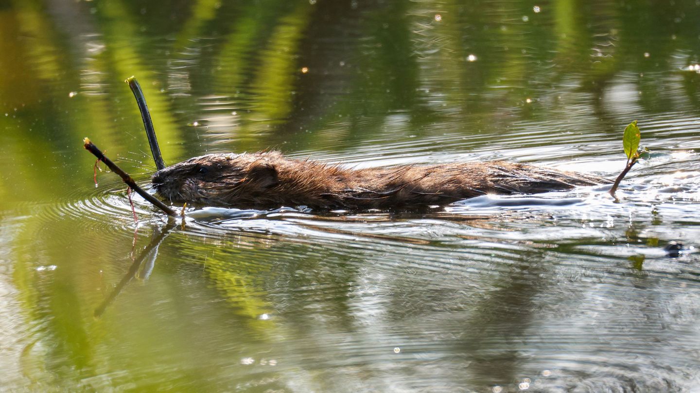 Bibern soll es in Baden-Württemberg künftig an den Kragen gehen, wenn sie zu viele Probleme bereiten. (Archivbild) Foto: Thomas
