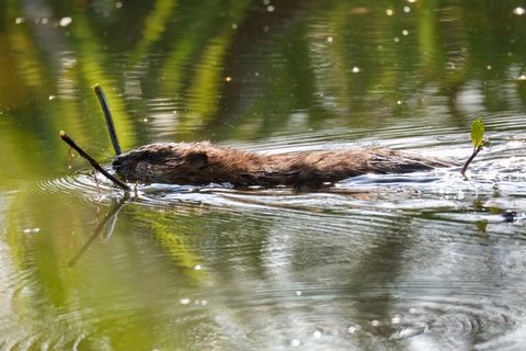 Bibern soll es in Baden-Württemberg künftig an den Kragen gehen, wenn sie zu viele Probleme bereiten. (Archivbild) Foto: Thomas