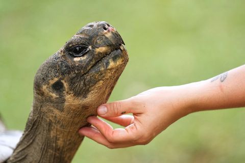 Galapagos-Schildkröte Mommy wurde mit fast 100 Jahren noch Mama. Foto: Matt Rourke/AP/dpa
