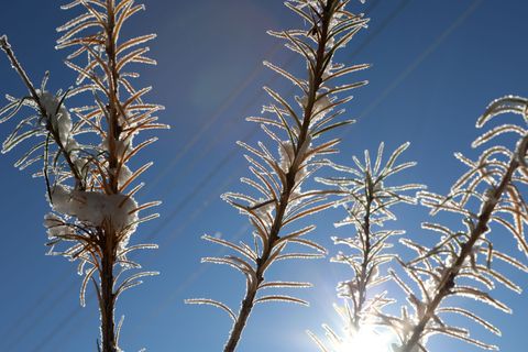 In Sachsen-Anhalt wird das Wetter kalt aber sonnig. (Symbolbild) Foto: Matthias Bein/dpa