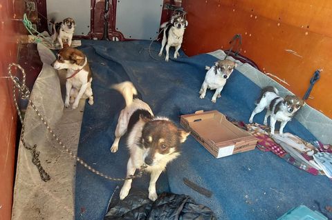 Die Bundespolizei stoppt einen Transporter mit zahlreichen Hunden, der von Polen auf dem Weg nach Deutschland war. (Handout) Fot