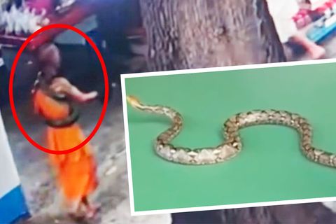 Riesiger Python hat Mönch im Würgegriff und beißt zu
