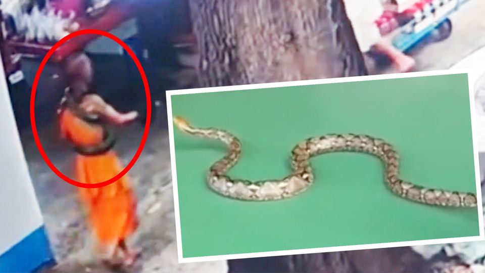 Riesiger Python hat Mönch im Würgegriff und beißt zu